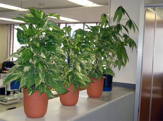 オフィスに観葉植物を配置